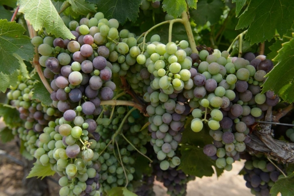 Grapes