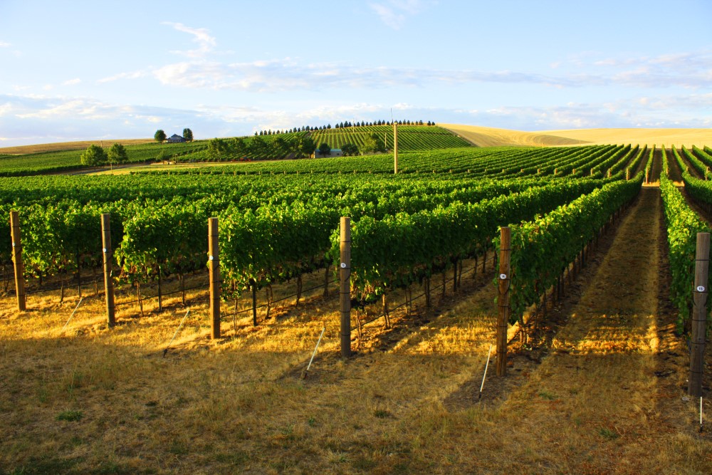 aMaurice Vineyard