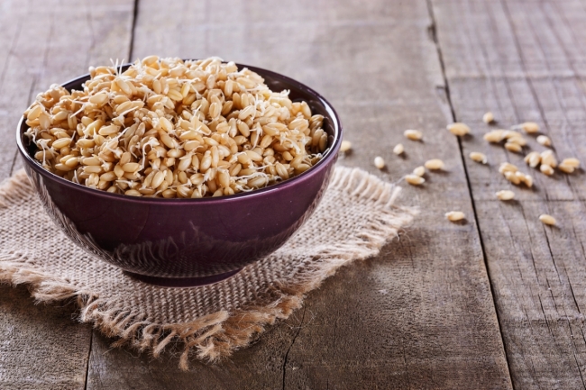 Sprouted wheat in a bowl